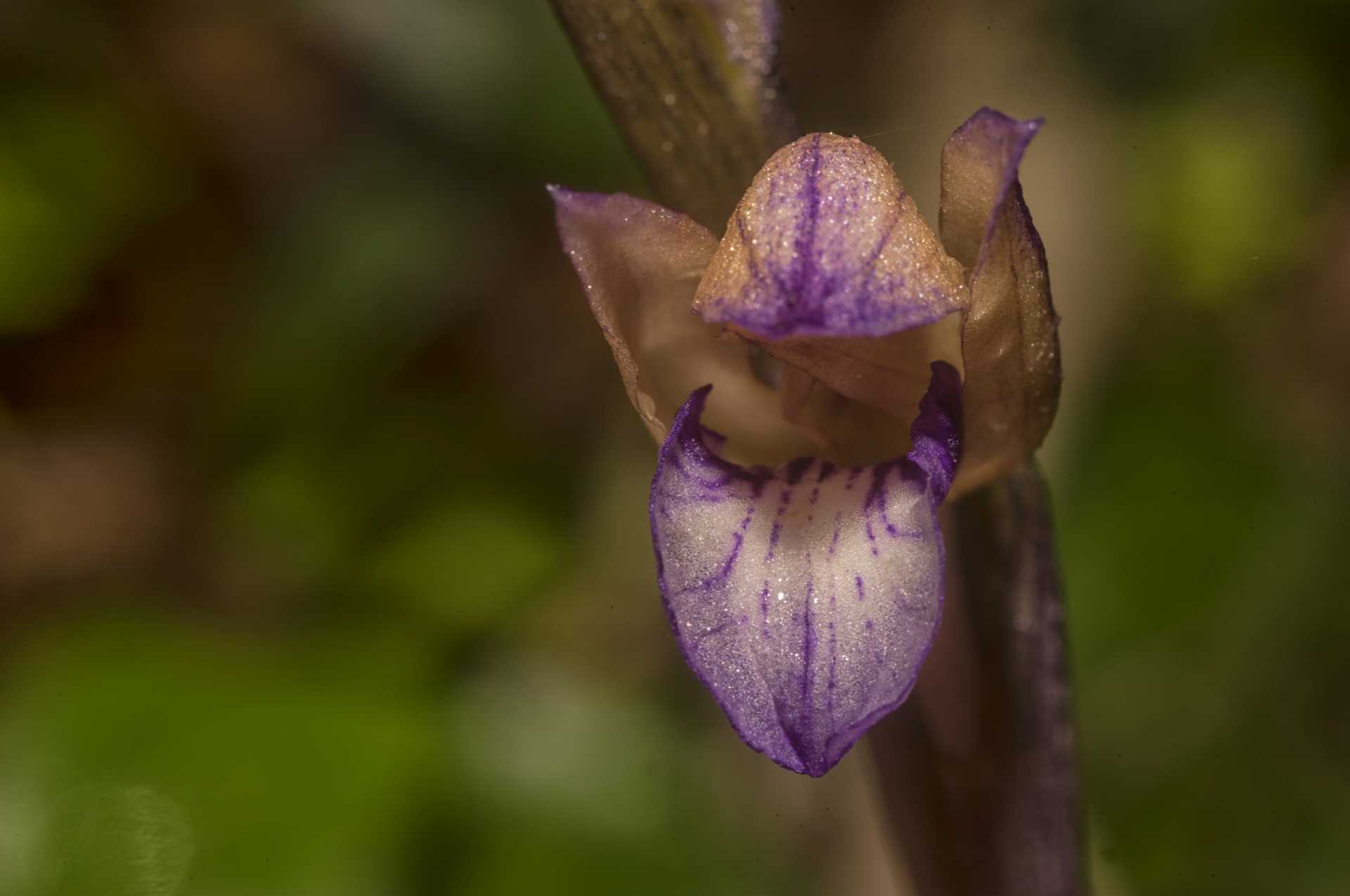 L''orchidea Fior di legna Limodorum abortivum